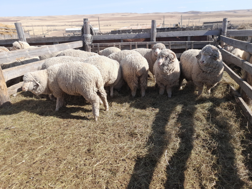 ​Более 42 миллионов рублей направили на развитие фермерских хозяйств Забайкалья